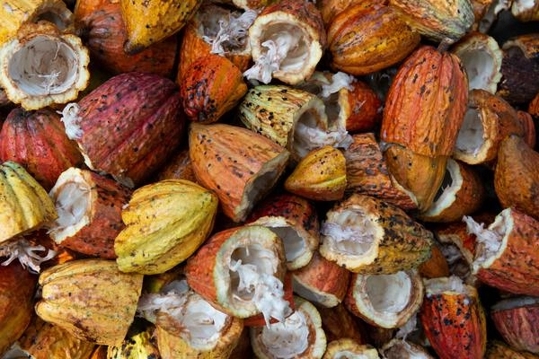 connaissez-vous bien le beurre de cacao 